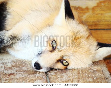 Fox