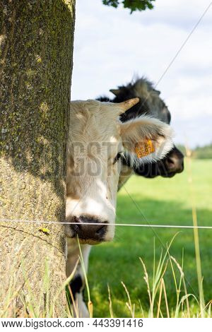 Brecht, Belgium - September 26 2021: A Close Up Portrait Of A White Cow Pop Up From Behind A Tree An
