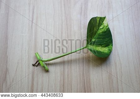 Devil's Ivy Plant Propagation By Cutting Stems That Have Water Roots