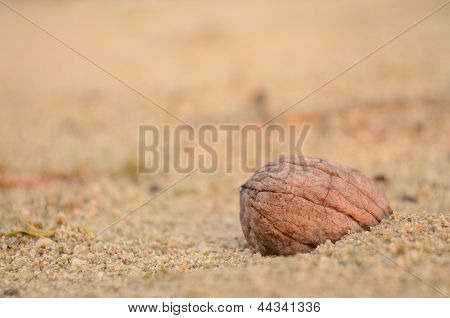 casca de noz na areia