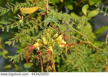 Bird Of Paradise Yellow Flowers - Latin Name - Caesalpinia Gilliesi (erythrostemon Gilliesii)