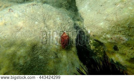 Mediterranean Rocky Shore Hermit Crabs Or Mediterranean Intertidal Hermit Crabs (clibanarius Erythro