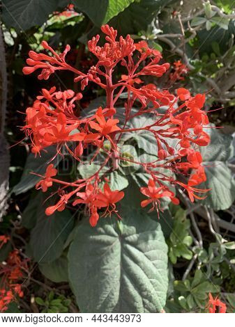 Ein Gedi, Israel - December 11, 2021: Red Blooming Tropical Shrub Clerodendrum Speciosum In The Ein 