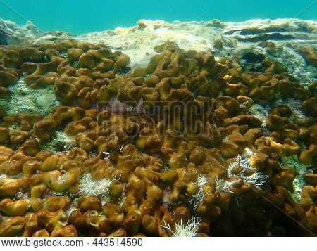 Сhicken Liver Sponge Or Caribbean Chicken-liver Sponge (chondrilla Nucula) Undersea, Aegean Sea, Gre