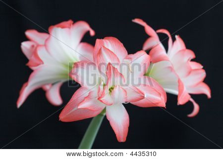 Hippeastrum