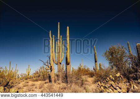 Tall Saguaro Cacti Stretch For The Sky With Birds Nest At The Top In Saguaro National Park