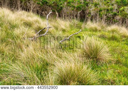 Bushland In The Rhyll Inlet State Wildlife Reserve - Phillip Island, Victoria, Australia