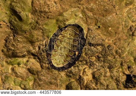 Selective Focus On One Chiton In Stone. Surface Of Coastline Stone. Living Organism Of The Red Sea