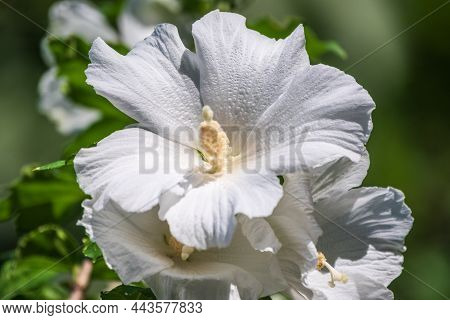 White Flowers Of Hibiscus Grandiflorus, The Swamp Rosemallow. Close-up Of A Crimsoneyed Rosemallow F