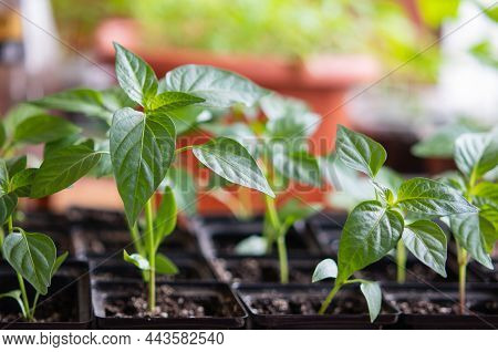 Young Tomato Seedlings In Pots On White Window. How To Growing Food At Home On Windowsill. Sprouts G