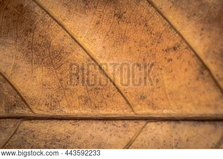 Light Brown Copper Pale Retro Color More Tone In Stock. Copy Space Abstract Real Nature Beauty Banne