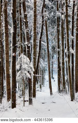 Landscape Winter Coniferous Forest In The Mountains. Trees Covered With Snowdrifts