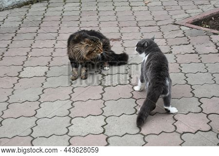 Two Cats, One Shaggy, The Second Gray-white, Staged A Fight On The Sidewalk