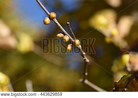 Winter Sweet Flowers. Calycanthaceae Deciduous Shrub. The Flowering Season Is From December To Febru