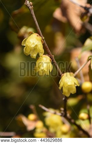 Winter Sweet Flowers. Calycanthaceae Deciduous Shrub. The Flowering Season Is From December To Febru