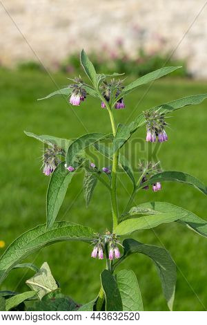 Close Up Of Common Comfrey (symphytum Officinale) Flowers In Bloom