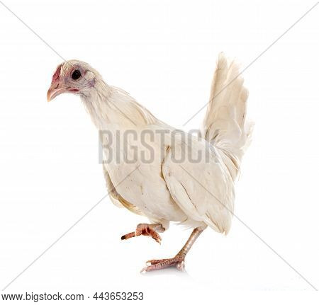 Serama Chicken In Front Of White Background