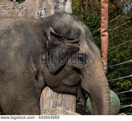 The Asian Elephant, Elephas Maximus Also Called Asiatic Elephant, Is The Only Living Species Of The 
