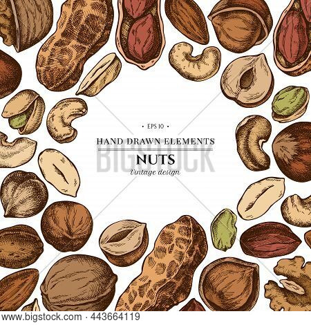 Colored Elements Design With Cashew, Peanut, Pistachio, Hazelnut, Almond Walnut Stock Illustration