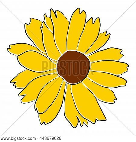 Open Heliopsis Blossom Vector Color Illustration Isolated On White Background. Vector Sketch Style T