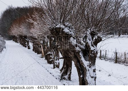 Row Of Pollard Willows In The Snow, Brussels, Belgium