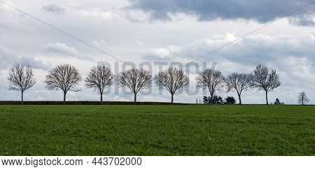 Row Of Bare Winter Trees Over The Horizont Around Linter, Flanders, Belgium