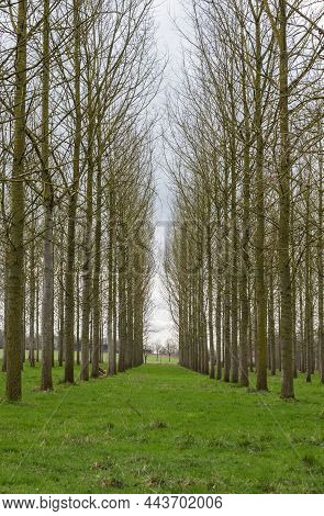 Row Of Bare Winter Trees At The Green Meadows Of The Gete Valley Around Zoutleeuw, Flanders Countrys