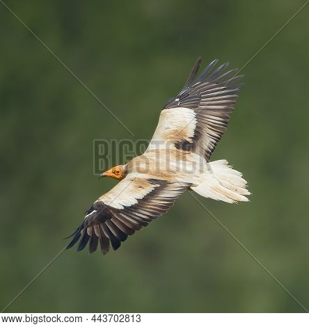 Egyptian Vulture Flying Over The Mountains In South France