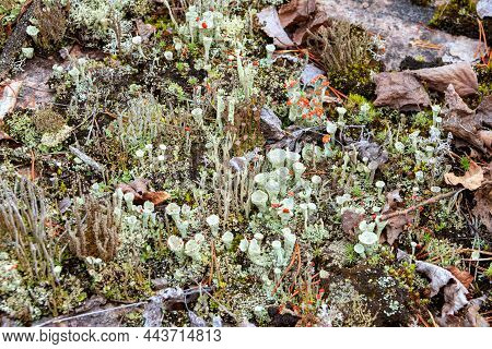 Lichens And Mosses In A Small Area. Pripoda Karelia, Russia
