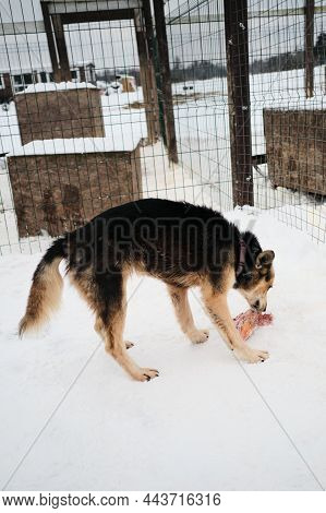 Shaggy Gray Red Alaskan Husky Stands In Snow In Aviary And Eats Raw Meat, Side View. Sporty Dog Feed