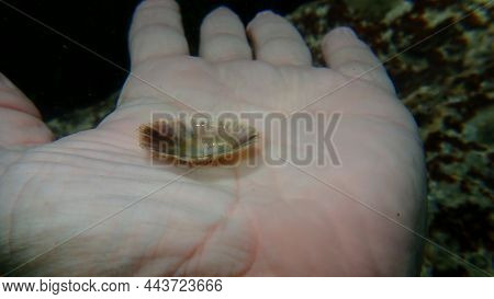 Seashell Of Mediterranean Limpet Or Rayed Mediterranean Limpet (patella Caerulea) On The Hand Of A D