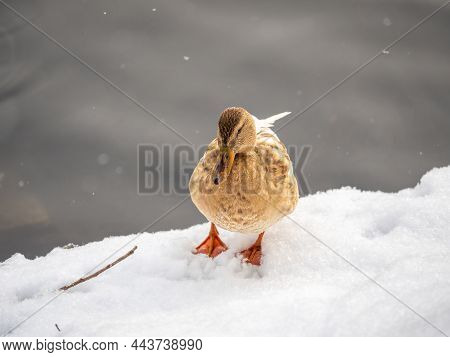 Yellow Colored Mallard Female Duck On The White Snow Background. Animal Polymorphism