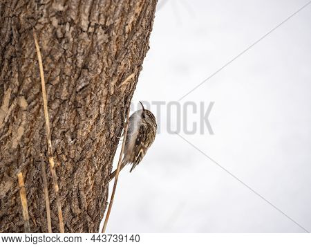 Little Bird Eurasian Treecreeper Crawling On A Tree. Cute Interesting Forest Bird Treecreeper. Natur