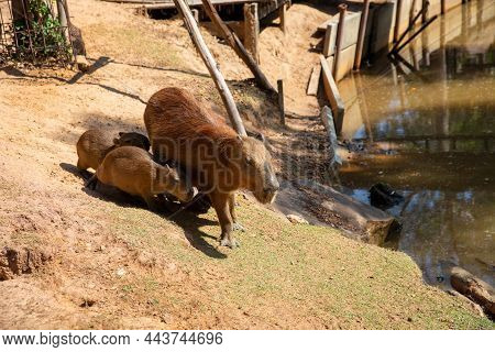 Cute Face Capybara Mammal Animal Portrait Close Up (hydrochoerus Hydrochaeris) Portrait Of A Cute Ba