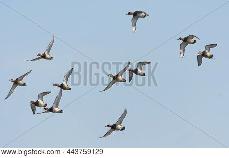 A Mixed Flock Of Common Pochards (aythya Ferina) In Fast Flight Over Blue Sky