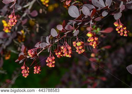 Berberis , Japanese Barberry Ornamental Flowering Shrub, Beautiful Small Yellow Petal Flowers In Blo
