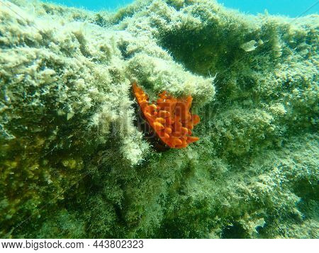 European Thorny Oyster (spondylus Gaederopus) Coveded By Oyster Sponge Or Orange-red Encrusting Spon