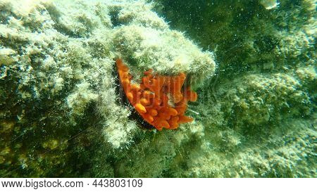 Thorny Oyster (spondylus Gaederopus) Coveded By Oyster Sponge Or Orange-red Encrusting Sponge (cramb