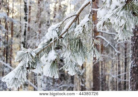 Hóval borított fenyő ága