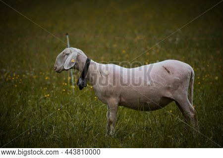 Freshly Shorn Sheep Of A Farm On A Lush Meadow In Switzerland