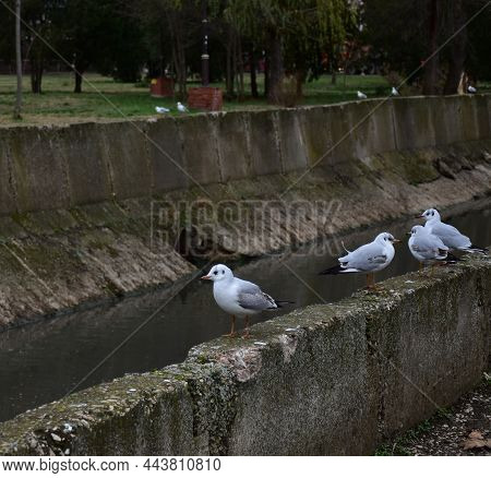 Several White Gulls Look Directly Into The Lens With Curiosity And Expectation