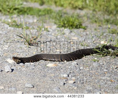 Cottonmouth auf Schotterweg