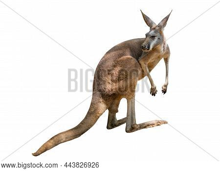Isolated Kangaroo, Full Body Kangaroo On White Background, Have Natural Light And Shade On The Body 