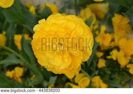 Tulip Yellow Pomponette Flower - Latin Name - Tulipa Yellow Pomponette