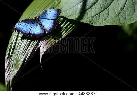 Blue Butterfly