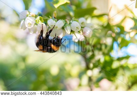 A Bumblebee Collects Nectar From Blueberry Flowers