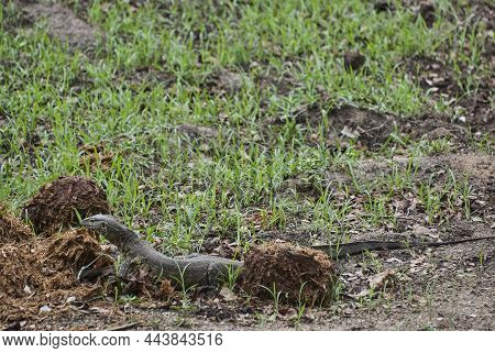 Monitor Lizard, A Large Lizards In The Genus Varanus, Crawling Through The Bush Of An African Landsc