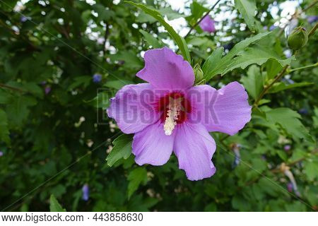 1 Pink Crimsoneyed Flower Of Hibiscus Syriacus In July