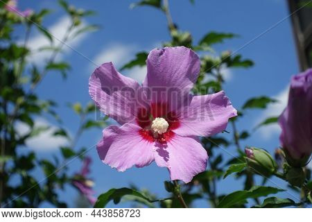Blue Sky And One Pink Crimsoneyed Flower Of Hibiscus Syriacus In August