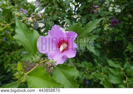 Branch Of Hibiscus Syriacus With One Pink Crimsoneyed Flower In July